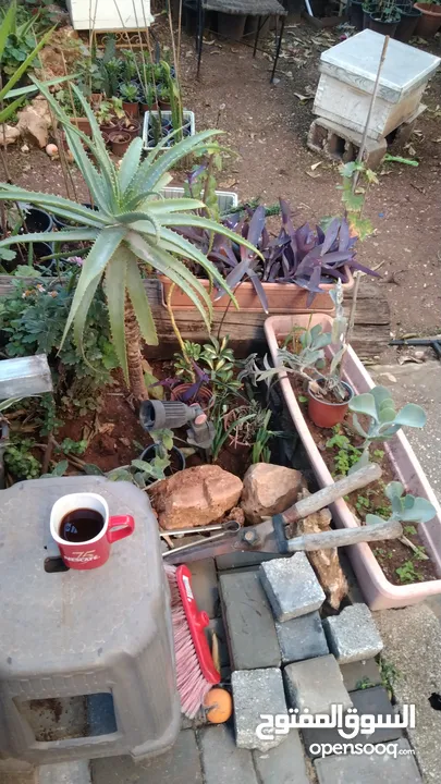 الواحة الخضراء  اعمال تقليم زراعة وعناية وترتيب حول المنزل