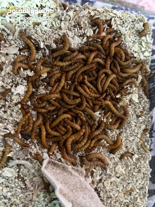 Live Mealworms for Sale – High Quality Feed (100Count)for reptiles and fish and turtle and chicken