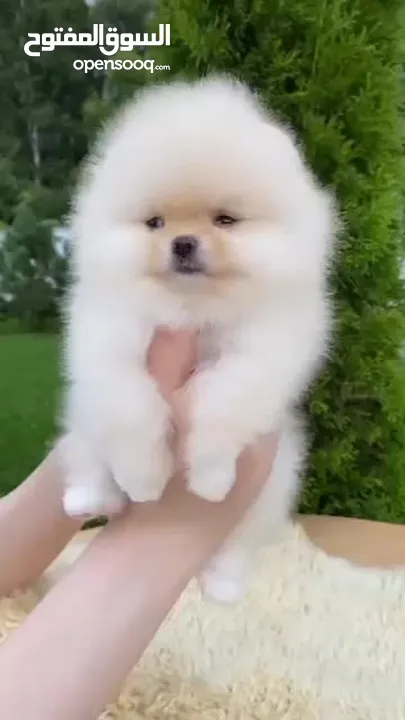 بومارينيان تيكب أصغر حجم مستوى عالي جدا pomeranian t_cup