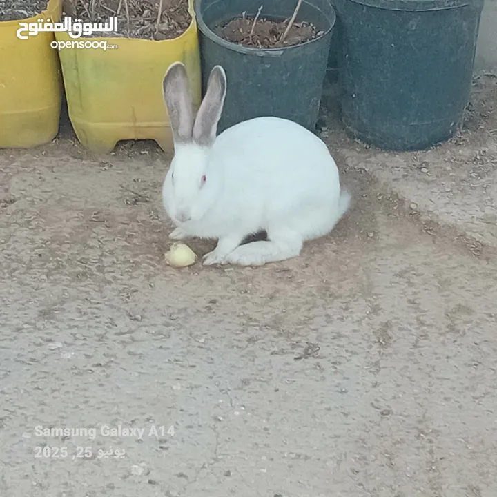 جوز ارانب هجين الماني