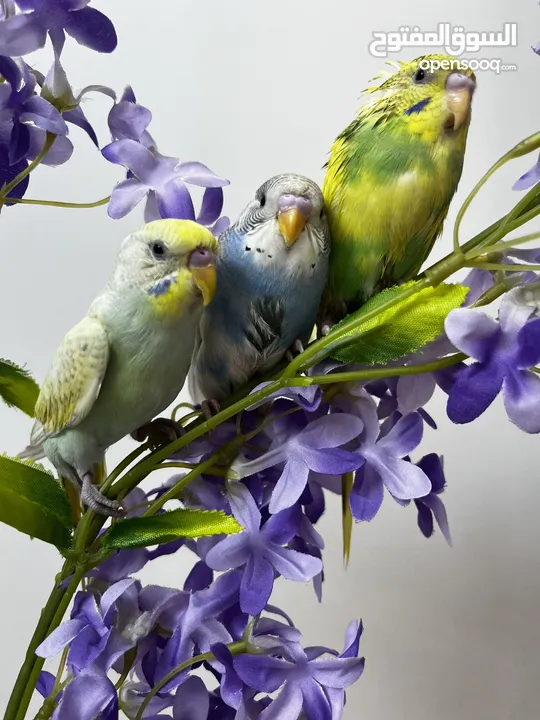 طيور البادجي  طيور الحب