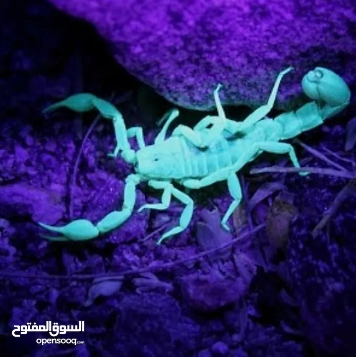كشاف العقارب مصباح UV أشعة فوق البنفسجية كاشف العقارب ليلا لوكس بنفسجي أشعة فوق البنفسجية UV