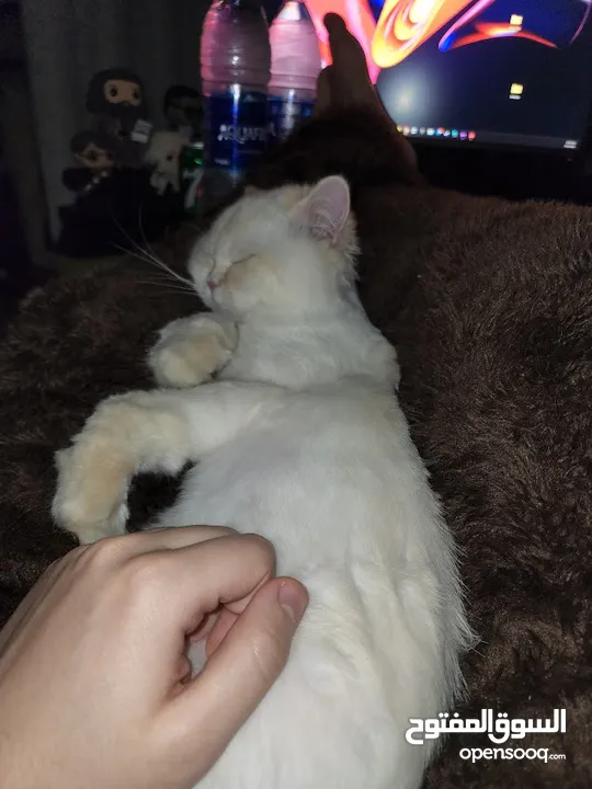 Cats for Adoption