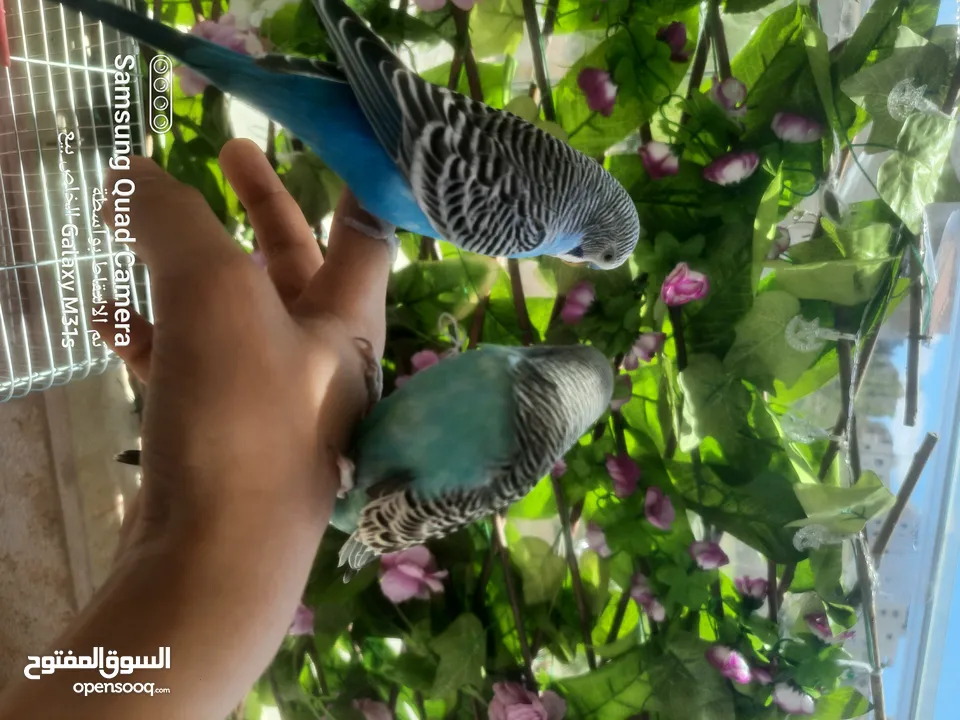 جوز ببغاء حب