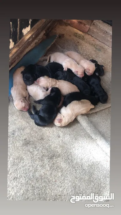 Puppy golden retriever & black retriever