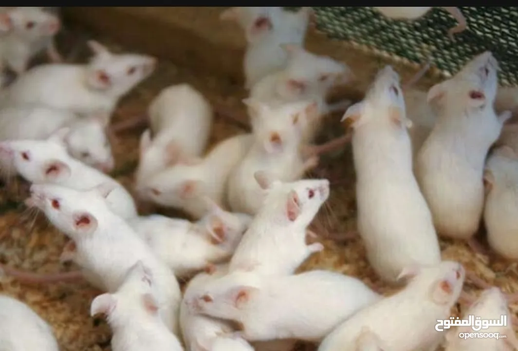 مطلوب مايس او فأر المختبرات