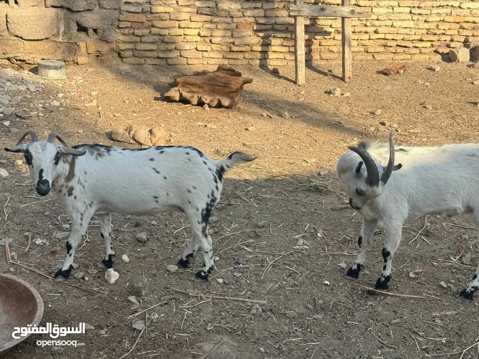 سلام عليكم للبيع صخول قطريات  انثايه 2 وفحل واحد سعر 800 الف العنوان البصره ابو الخصيب