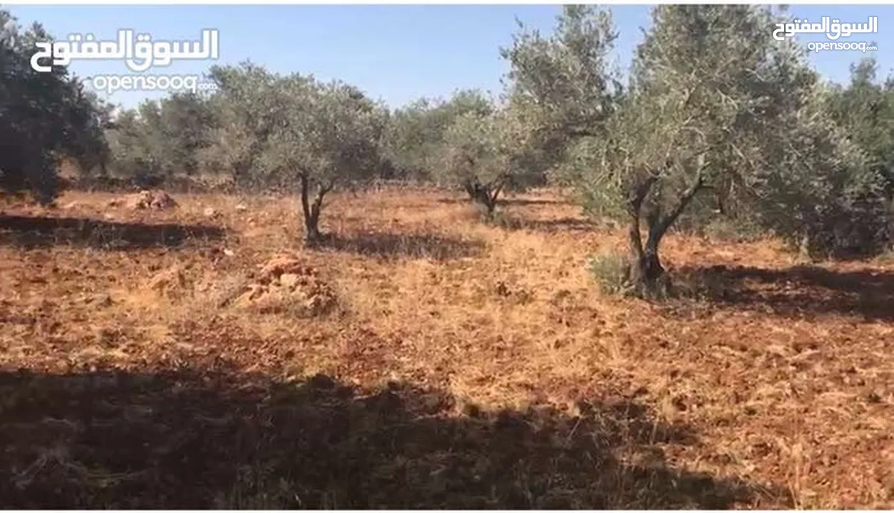 تملّك أرض مميزة