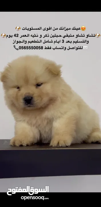 Best quality chow chow