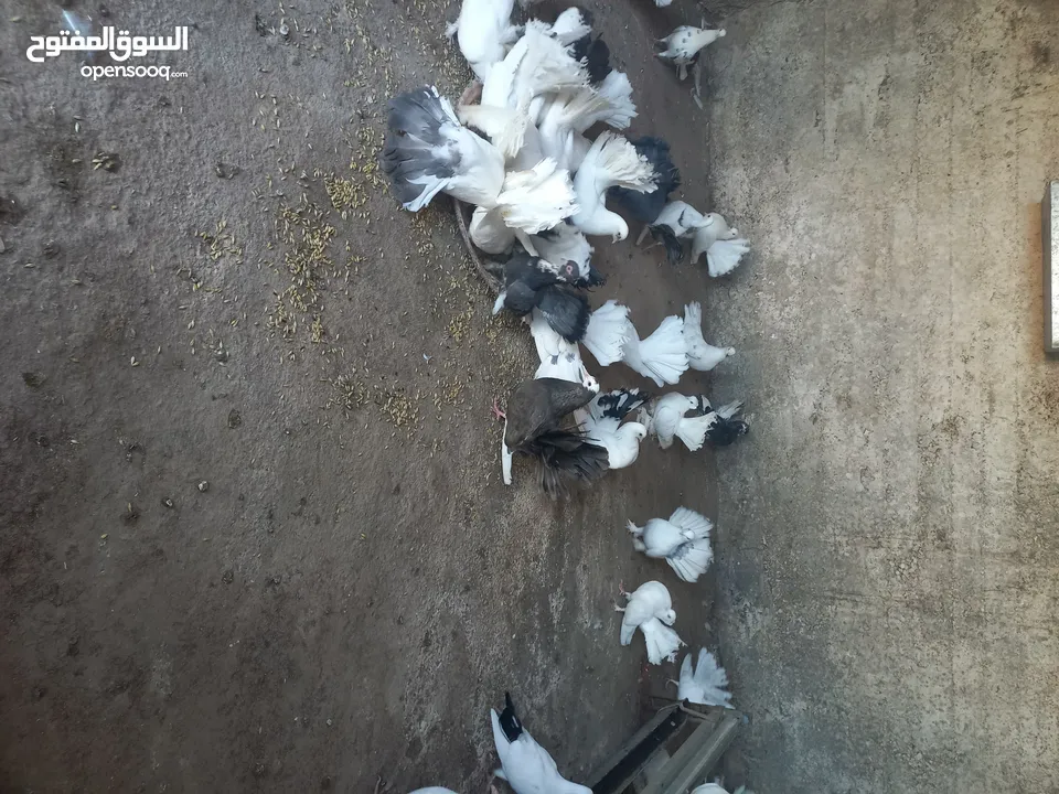 طيور حمام هزاز وكرينقوا