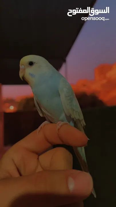 طير حب أليف مناسب للأطفال
