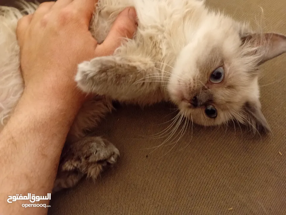 أنثى هيمالايا بصحة جيدة جدا للييع بسعري معري بلون عينين ازرق وفراء ناعم