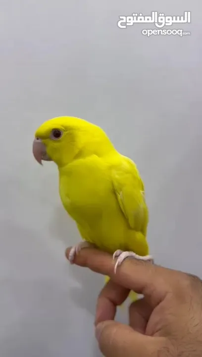 متو اللون الاصفر عيون حمراء