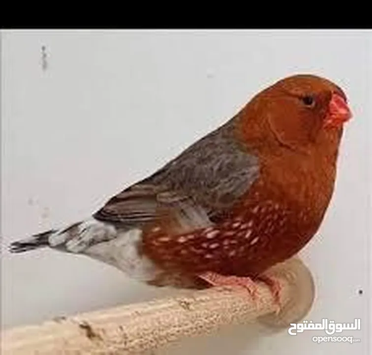 كوم شاركول وبايد شاركول ومقنبر خد اسود اقرا التفاصيل