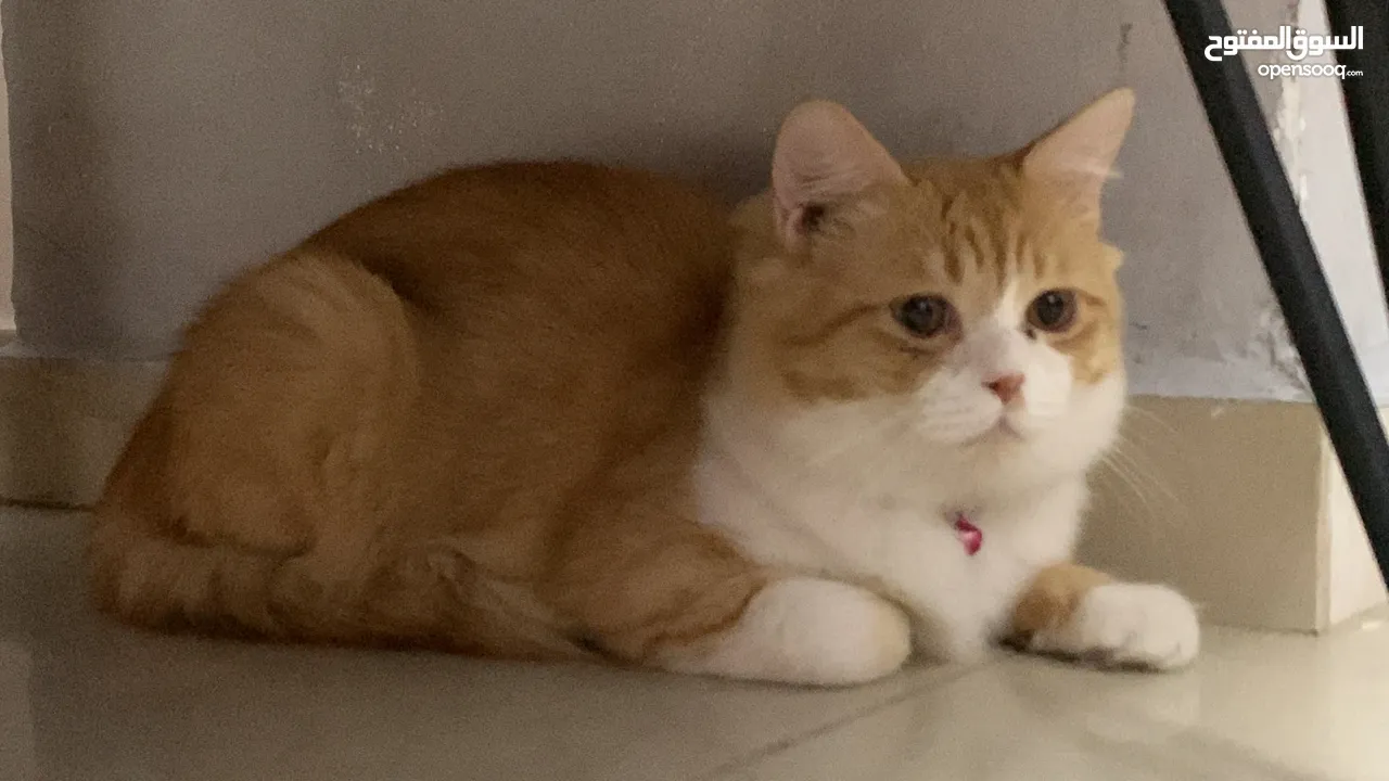 سكوتش مكس شيرازي