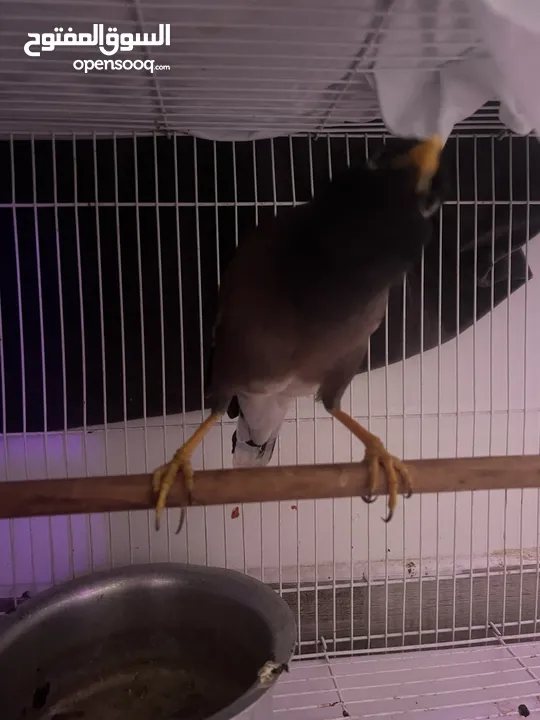 مينا اليفه جدا مناسبه الى الاطفال