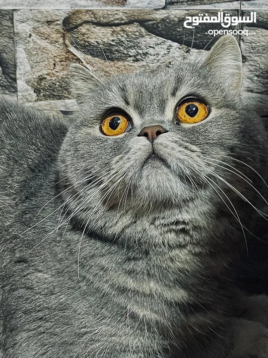 قط نوعه سكوتش فولد للبيع