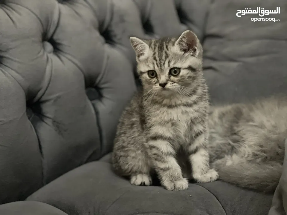 كتن سكوتش فولد و ستريت وام منتجه