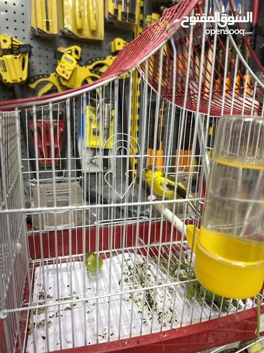 عصافير كنار وكوكتيل