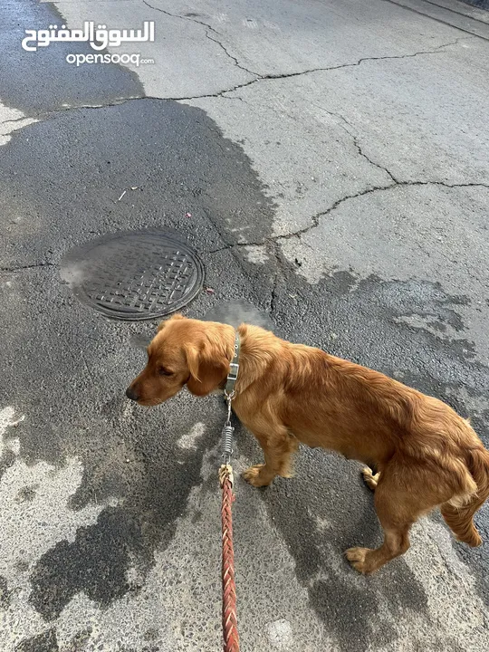 كلاب جولدن ريتريفر مستوى عالي جدا اهالي مستوردة عمر 69 يوم Golden retriever puppies