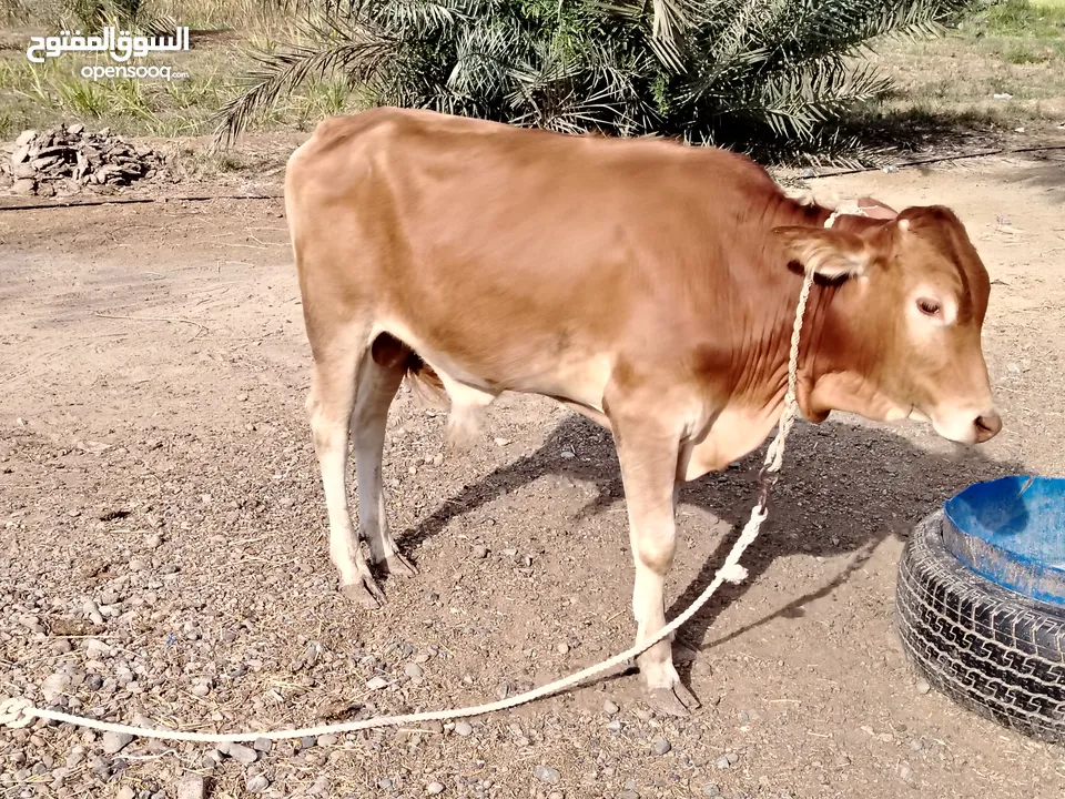 عجل الأحمر  عمر سنه وفوق   عجل الا سوداء عمره 9شهور  هولندا عماني وعجله الاحمره سنه و