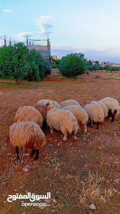 غنم  خرفان
