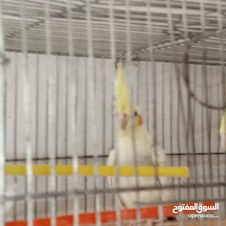 حبتين كوكتيل.   وما بعض..وهاديات مع قفص اربع معالف