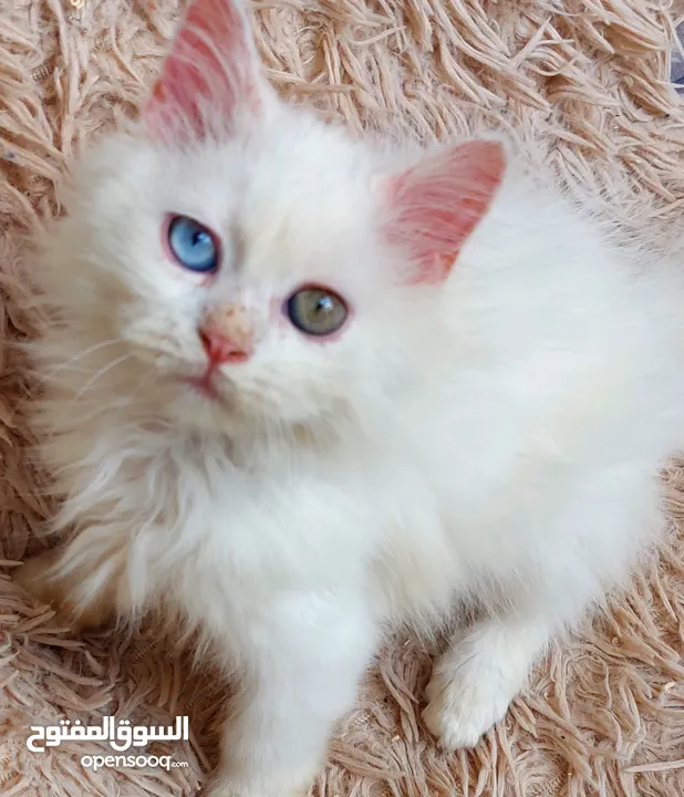 متوفر قط شيرازي فارسي كل عين لون شهرين ونص