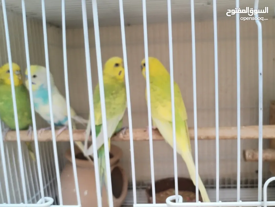 Adult budgies pairs زوجين بادجي بالغين