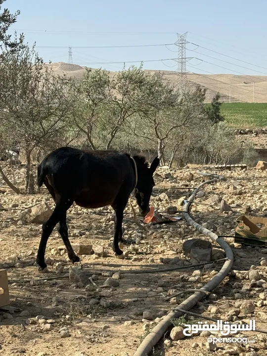 حمارة غنم، عمر سنتين صحة ممتازة