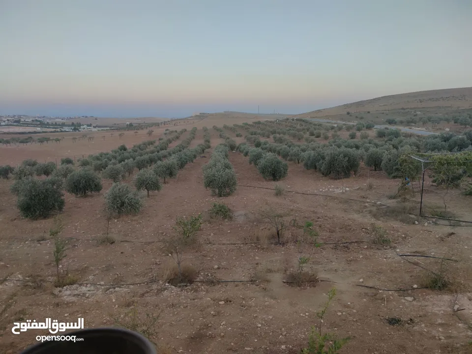مزرعة مع بيت للبيع