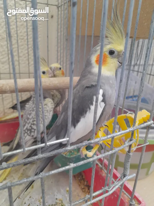 متوفر طيور كوكتيل صحة و نظافة