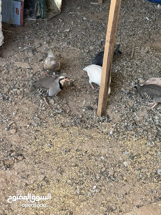 موجود  حجل للبيع