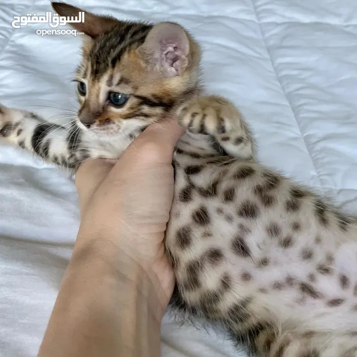 Bengal kittens available