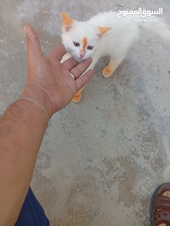 قطاط شرزي متوفر لدنا