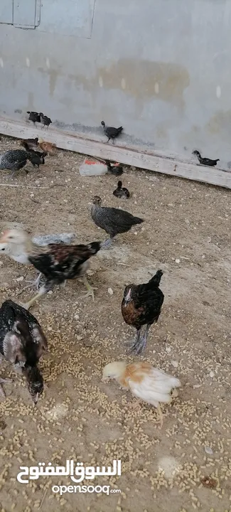 موجود صوص بلدي