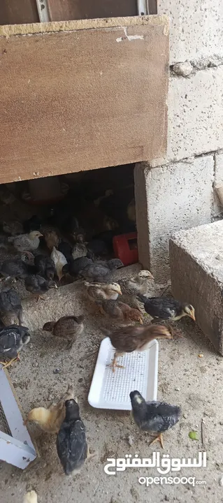 صوص جاج بلدي