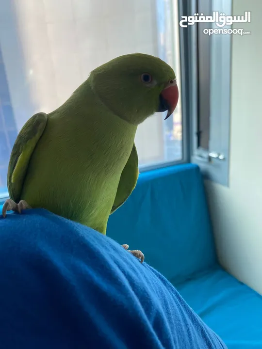 Male Indian ring neck with cage