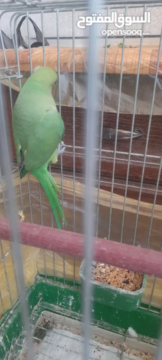 صلي على نبي طيور كوكتيل  للبيع مشكل الأعمار ونظافه وصحه  عنوان  طبربور ابو عليا