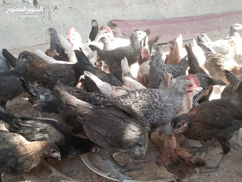 فراخ للبيع