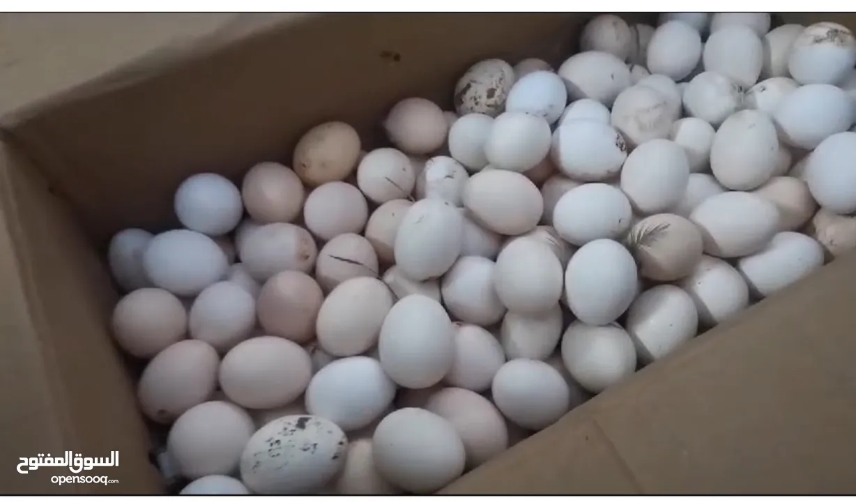 بيض عماني فرنسي
