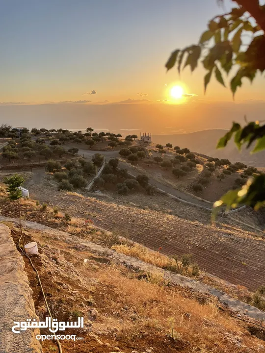 مزرعة في مغاريب السلط من المالك مباشرة