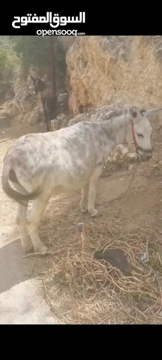 حماره اللبيع
