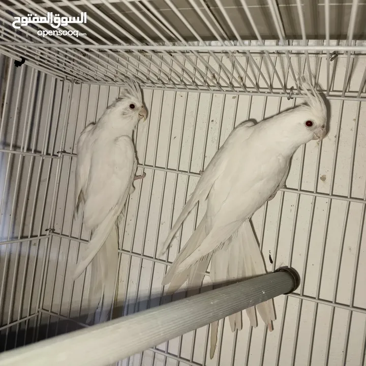 جواز كوكتيل البينو منتجات للبيع