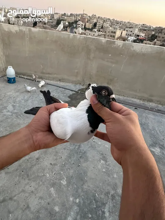 طيوور حمام للبيع بسعر مناسب تنظيف سطح