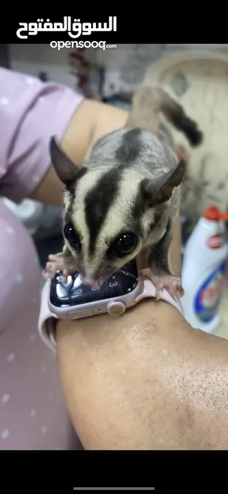 Suger glider السنجاب الطائر للبيع