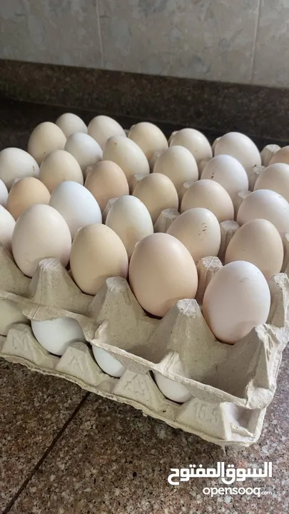 بيض بلدي طازة