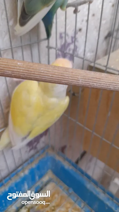 جوز روز منتج حجم و صحه و نظافه و ريش