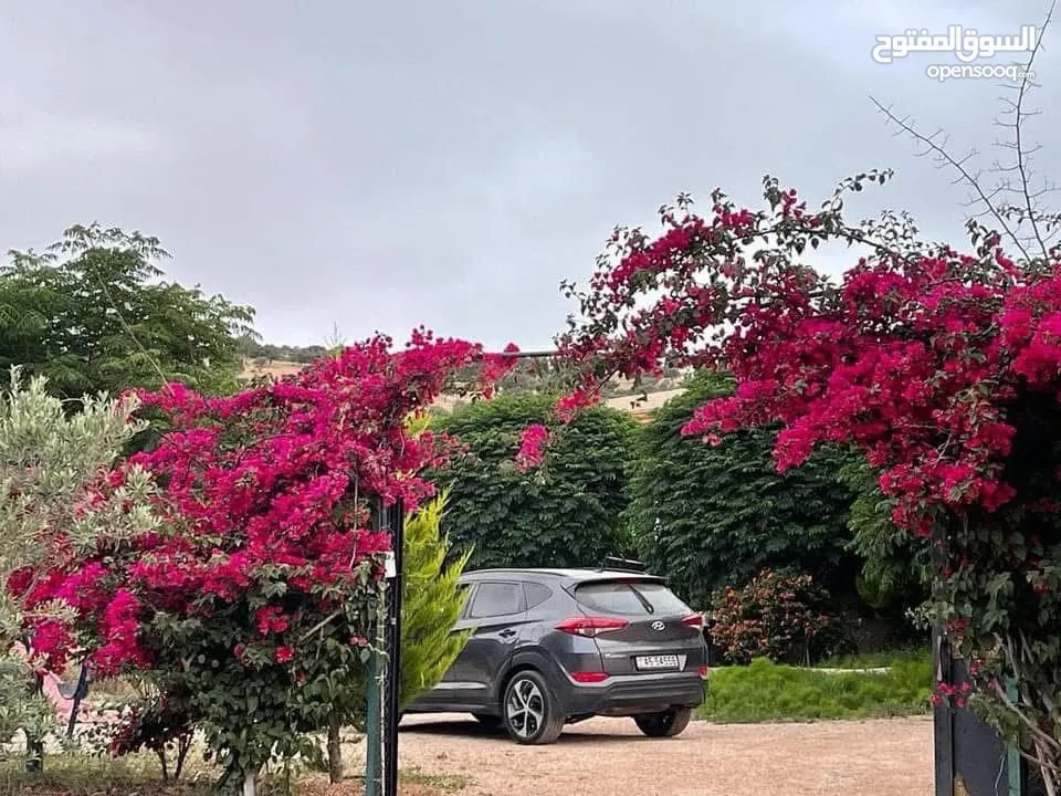 مزرعة وشاليه