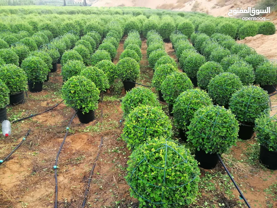 plants ehrithia ball/cone shap